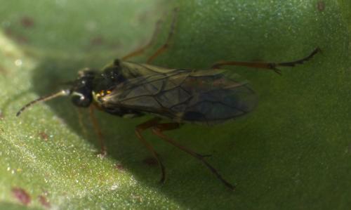 Aglaostigma fulvipes
